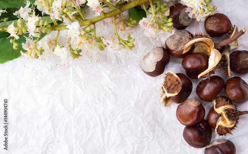 Chestnuts with tree blossom flowers on white