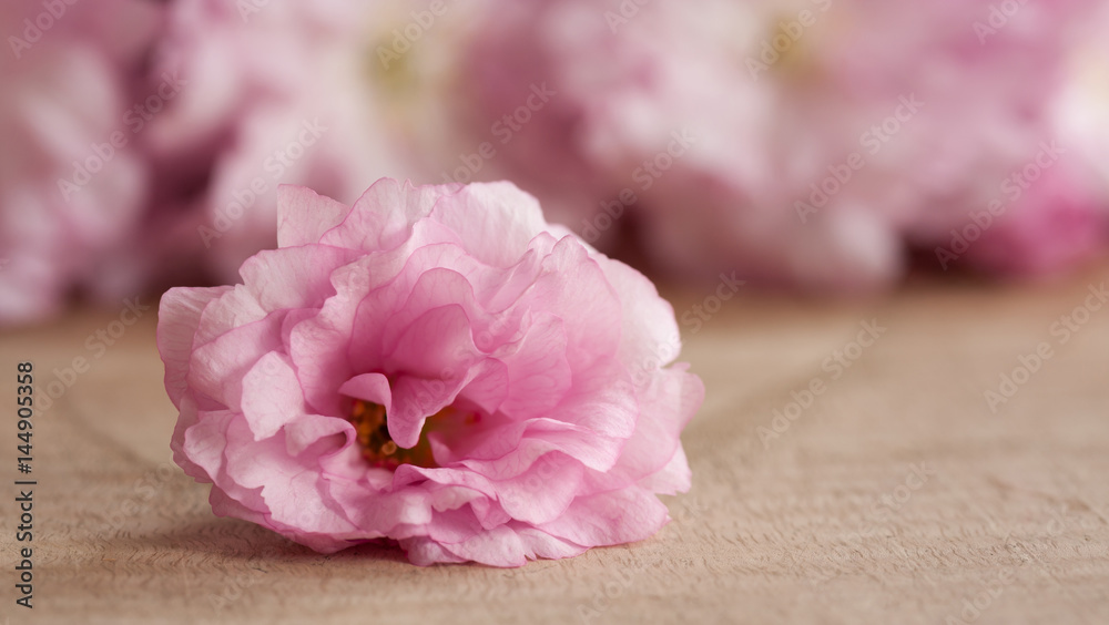 Obraz premium Pink Kwanzan cherry blossoms on a wooden table