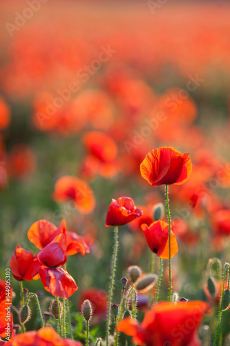 Nature, spring, blooming flowers concept - close-up of industrial farming of poppy flowers in the open ground, active flowering crops on a field of poppies - vertical - empty space for text