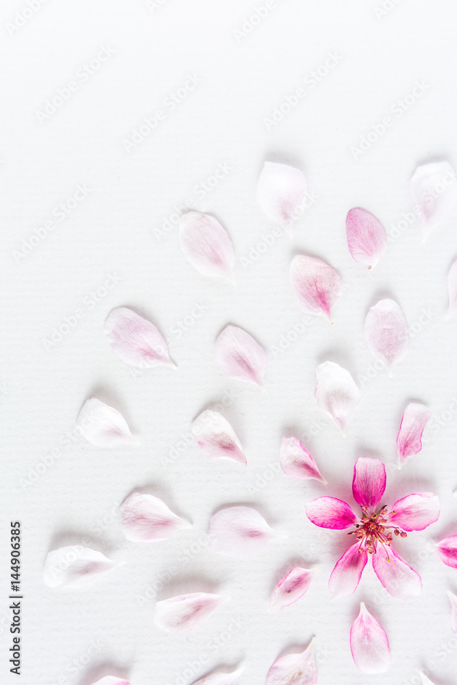 Fototapeta premium top view on round pattern of sacura flowers laying on white background. Concept of love and spring. Dof on sakura flowers.