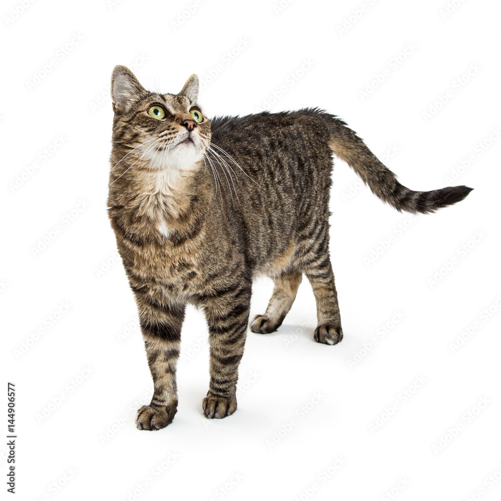 Tabby Cat Standing on White Looking Up