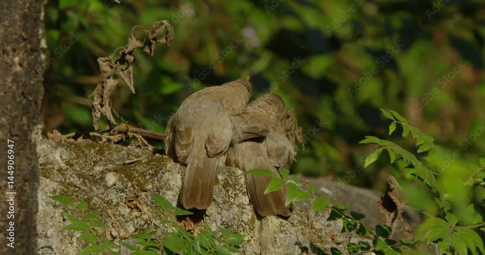 Jungle Babbler in Northern India Jungle Babbler in Northern India