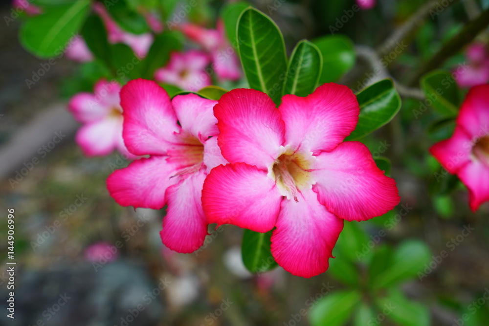 Pink desert rose flowers (Adenium Obesum) Pink desert rose flowers (Adenium Obesum)
