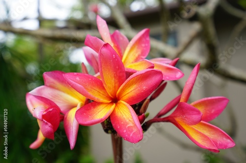 Fragrant orange and pink plumeria frangipani flowers