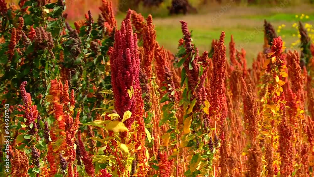  red Quinoa plants on a field in Peru in the Andes. Near Cusco