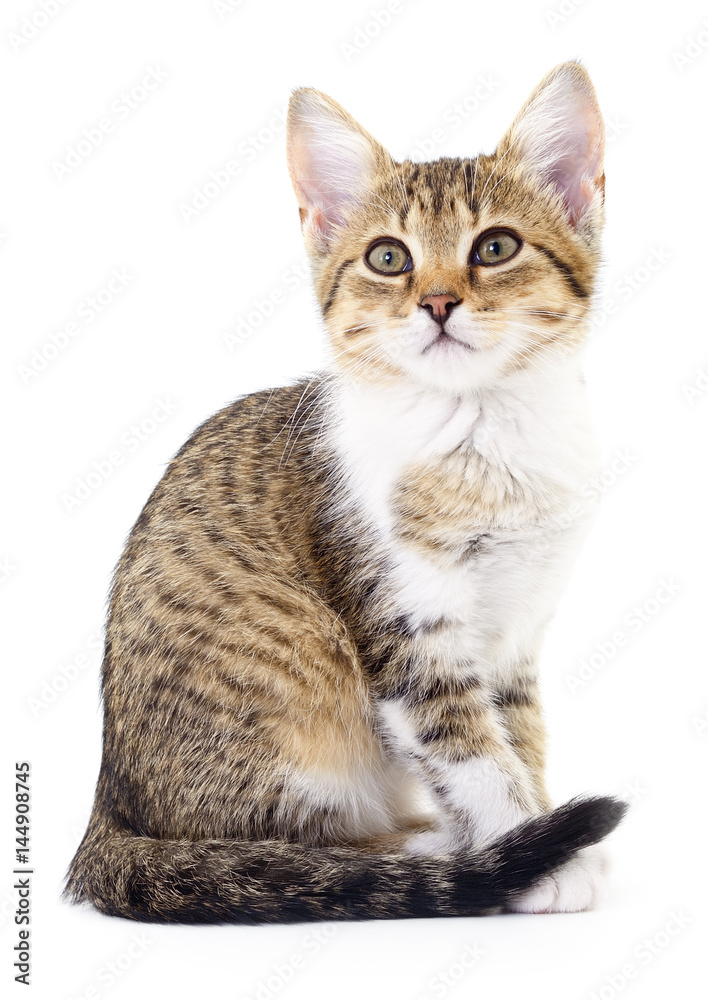Obraz premium Kitten on white background.