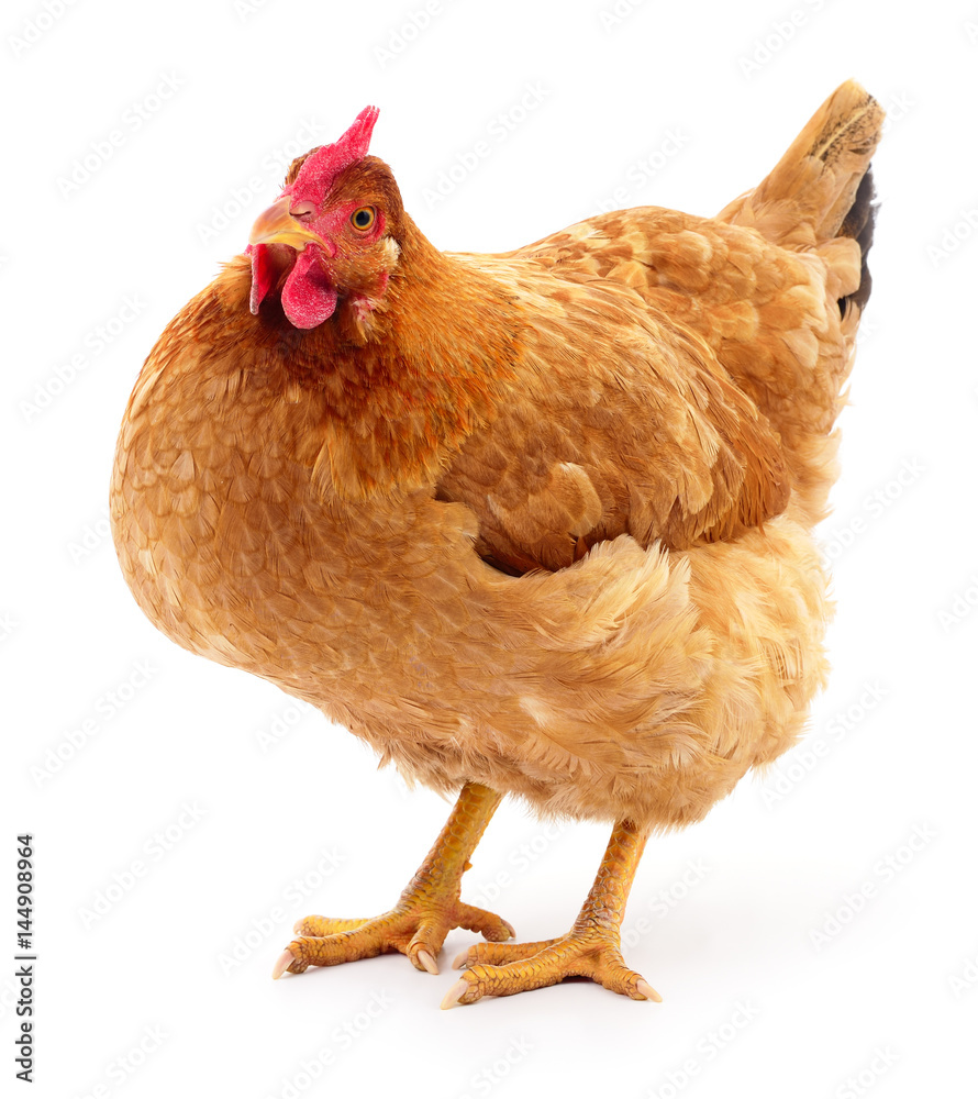 Fototapeta premium Brown hen isolated.