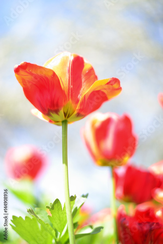 Red tulips flowers.