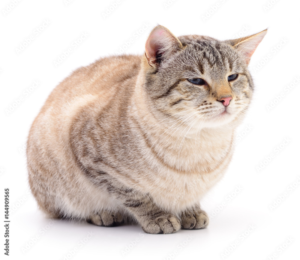 Obraz premium Cat on a white background