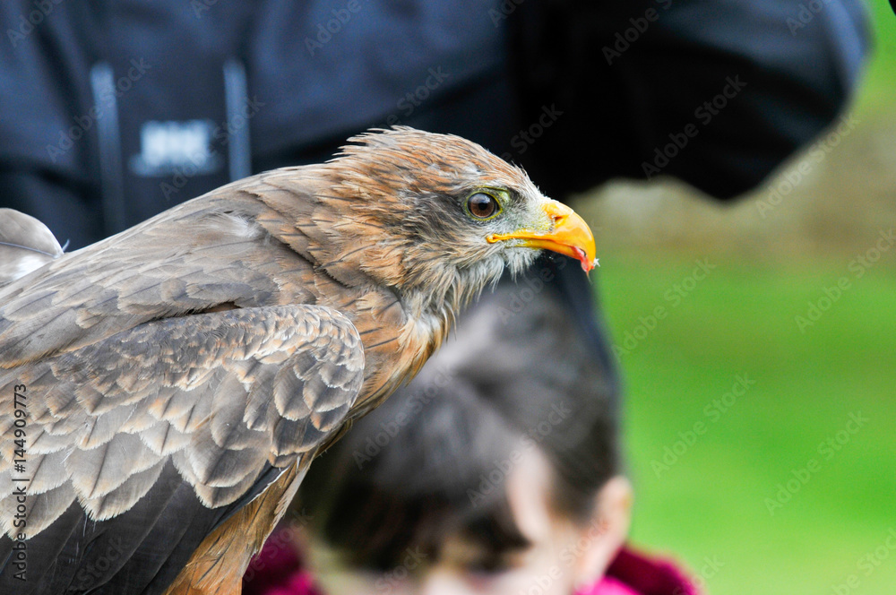 Fototapeta premium eagle hawk close up during a falconry display