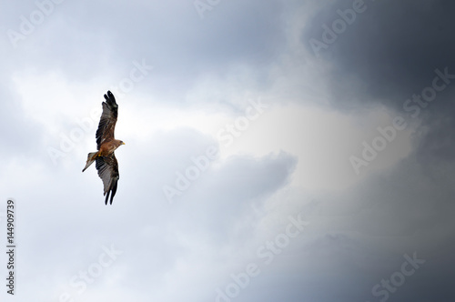Bird in flight, eagle hawk during a falconry display