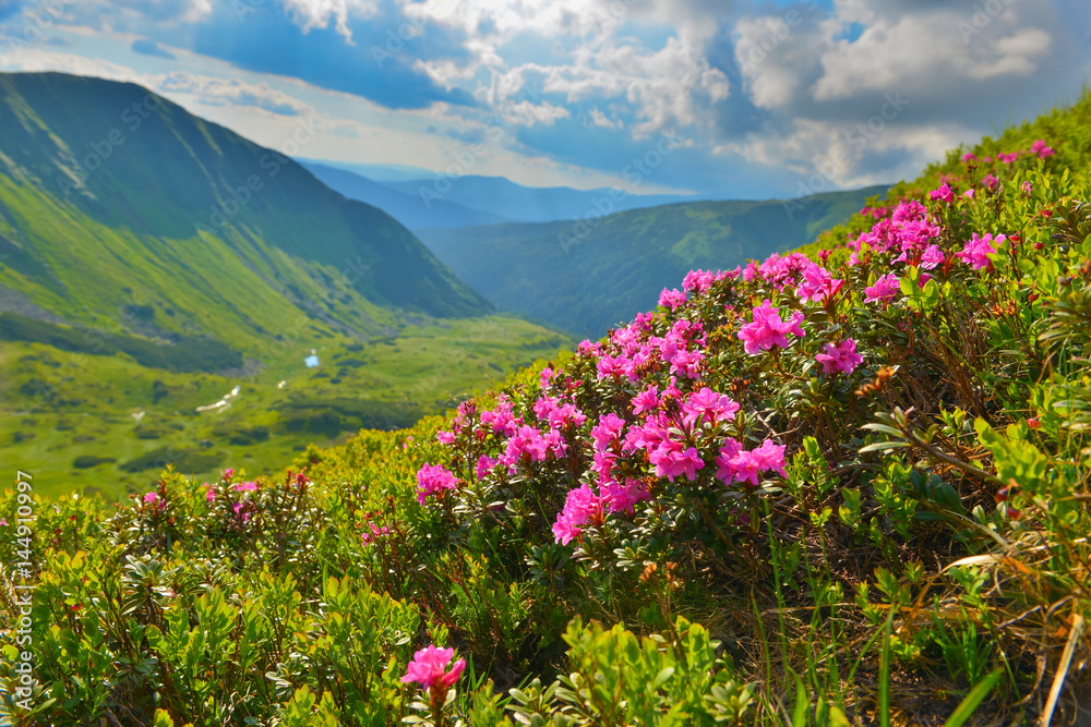 Rhododendron in summer mountains Rhododendron in summer mountains