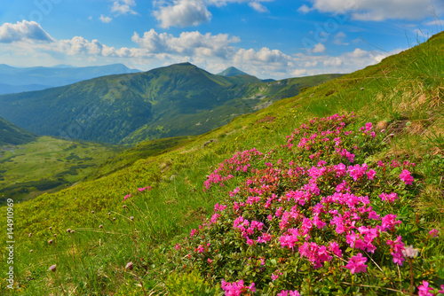 Rhododendron in summer mountains