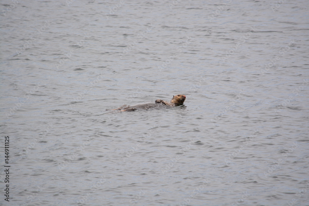 Fototapeta premium Sea Otter in Monterey