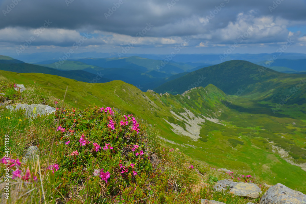 Rhododendron in summer mountains