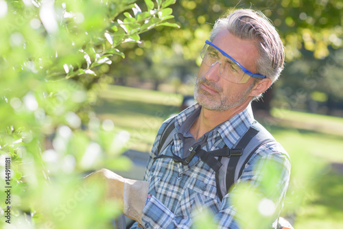 Man hedgetrimming photo