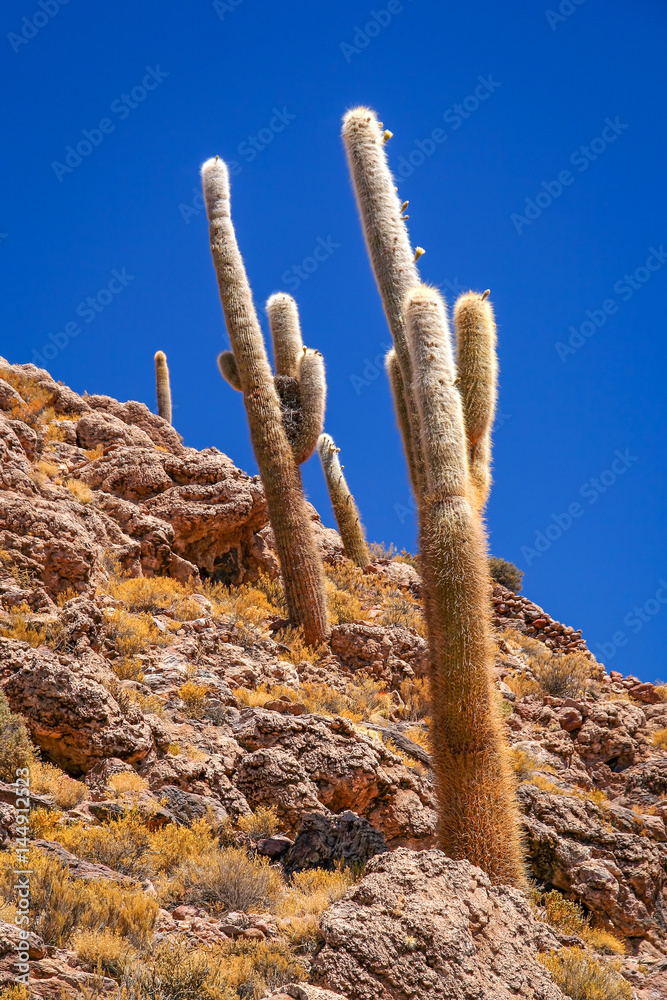 Bolivian cactuses on a mountain slope
