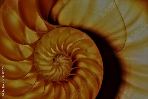 nautilus shell spiral section symmetry cross section spiral half fibonacci golden ratio structure growth close up back lit    pompilius nautilus   stock  photo  photograph  image  picture  