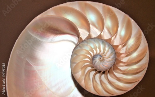 shell nautilus pearl Fibonacci sequence symmetry cross section spiral shell structure golden ratio background mollusk (nautilus pompilius) copy space half split stock, photo, photograph, image 
