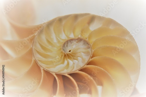 nautilus shell fibonacci pattern in cross section nautilus sea shell stock, photo, photograph, image, picture