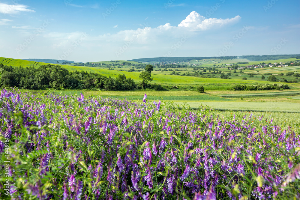 beautiful sunny day, travelling into the green field, farmland landscape in the springtime, fragrant wildflowers beautiful sunny day, travelling into the green field, farmland landscape in the springtime, fragrant wildflowers