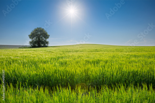 beautiful sunny day  travelling into the green field  farmland landscape in the springtime  Ukraine