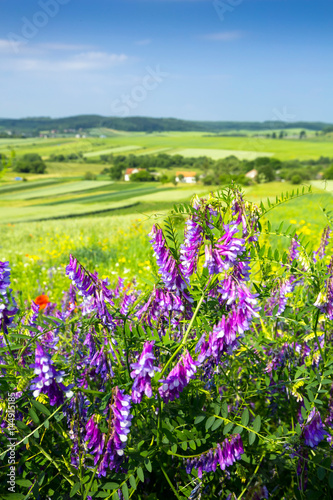 beautiful sunny day  travelling into the green field  farmland landscape in the springtime  fragrant wildflowers