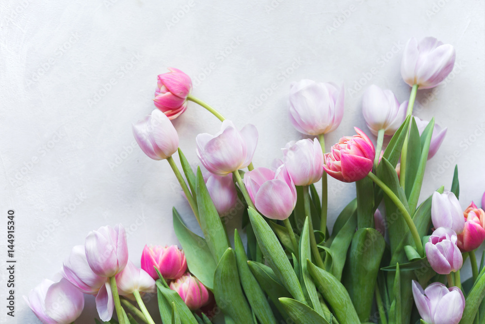 Pink tulip. Tulips. Flower background. Flowers photo concept. Holidays photo concept. Pink tulips on gray abstract background. Pink tulip. Tulips. Flowers. Flower background. Copyspace. Peony Tulip