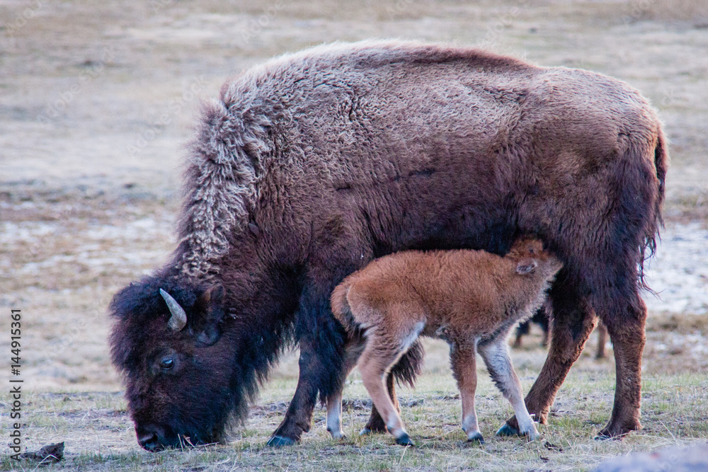 Fototapeta premium Bison calf nursing