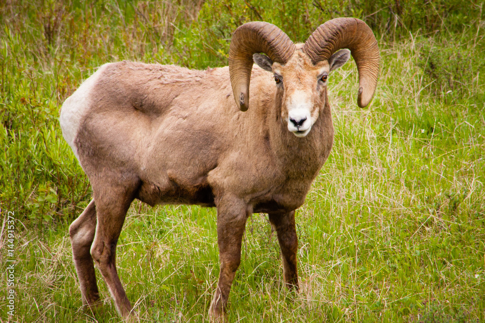 BigHorn Sheep Ram BigHorn Sheep Ram