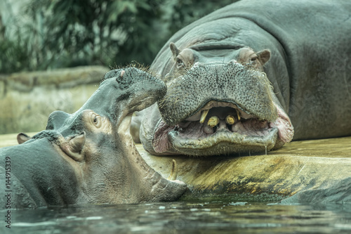 Two hippos talking to each other at zoo in Berlin
