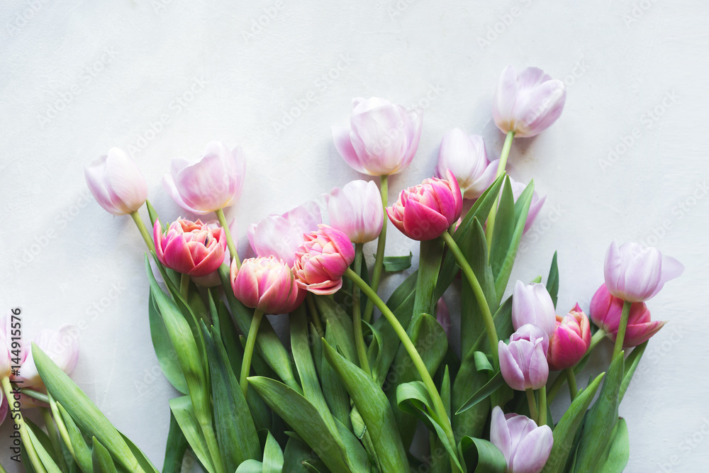 Pink tulip. Tulips. Flower background. Flowers photo concept. Holidays photo concept. Pink tulips on gray abstract background. Pink tulip. Tulips. Flowers. Flower background. Copyspace. Peony Tulip