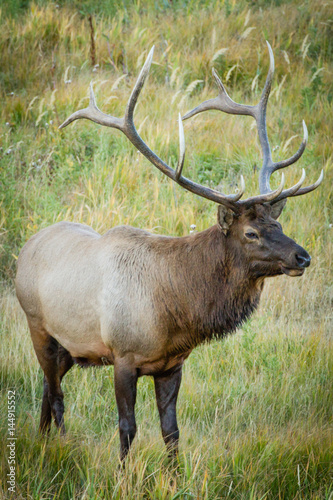 Elk in Field © Teresa