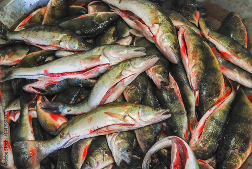 Catch the spinner. Many caught river fish. Perch, Zander, pike photo