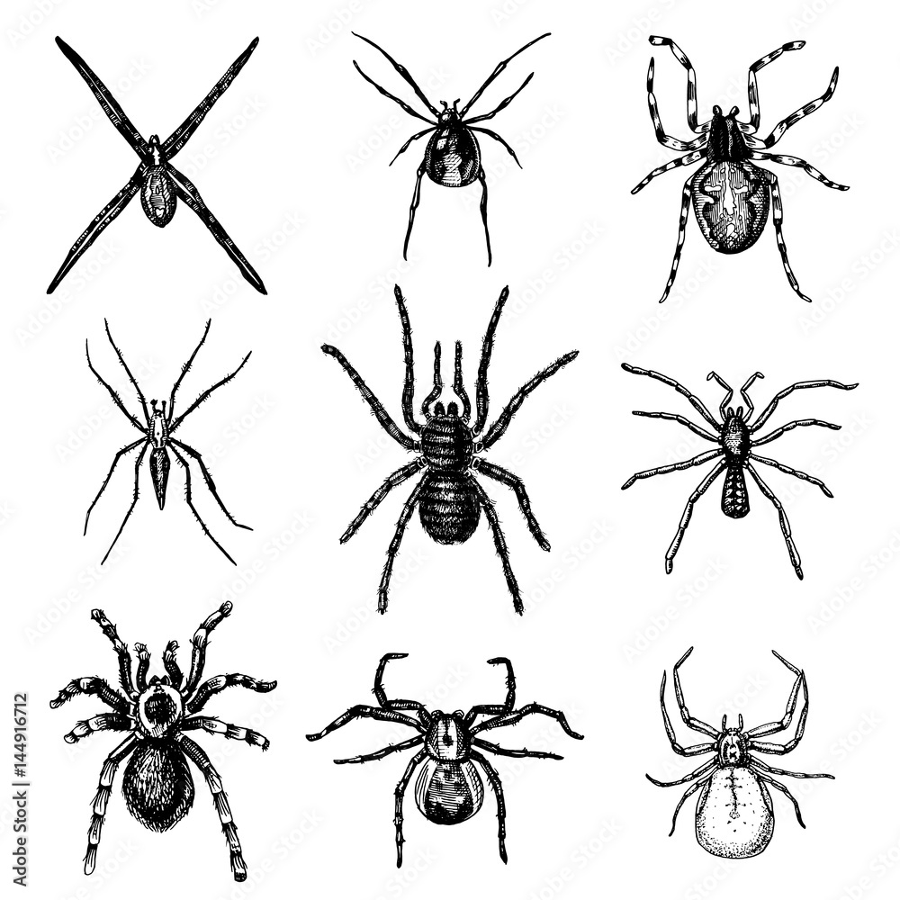 Spider or arachnid species, most dangerous insects in the world, old vintage for halloween or phobia design. hand drawn, engraved may use for tattoo, web and poison black widow, tarantula, birdeater