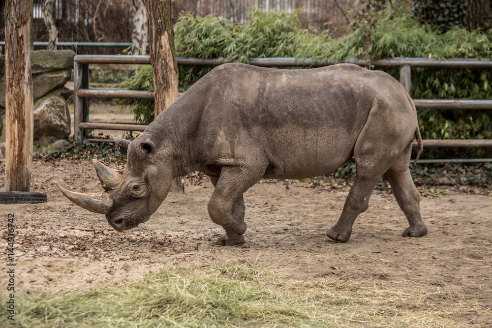 Obraz premium Cute baby rhino at zoo 