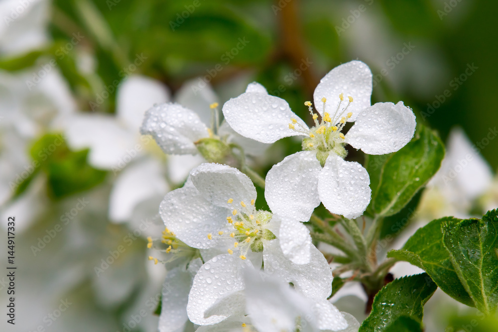 Spring blossom apple tree, macro white flowers with morning dewdrops/ Spring flowers/Spring Background