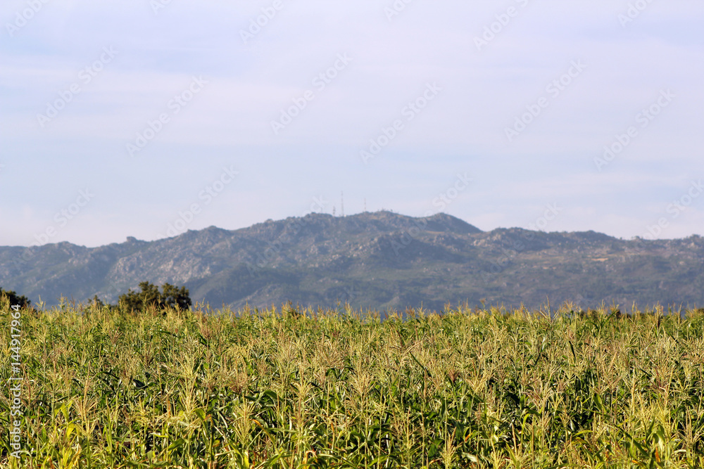 Landscape with mountains and vegetation