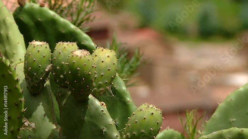Cactus in front of a andean village in Peru, South America photo