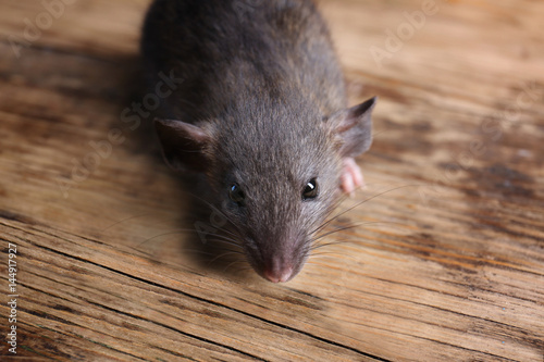 Cute funny rat on wooden background, closeup