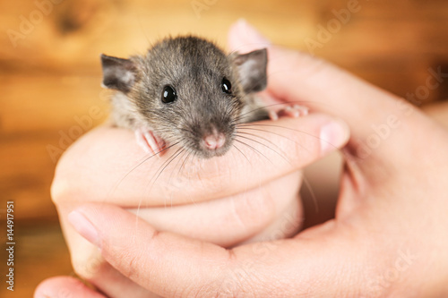 Female hands with cute funny rat on blurred wooden background, closeup