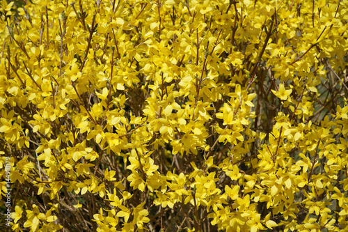 yellow forsythia flower blooming in spring