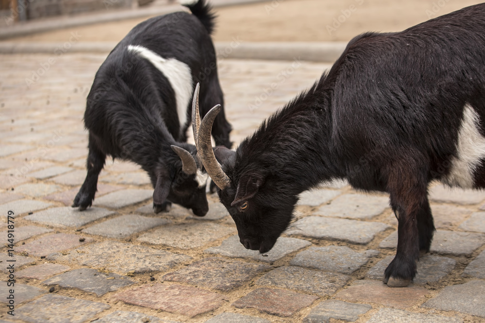 Two cute black and white baby goats playing at zoo in Berlin
Two cute black and white baby goats playing at zoo in Berlin