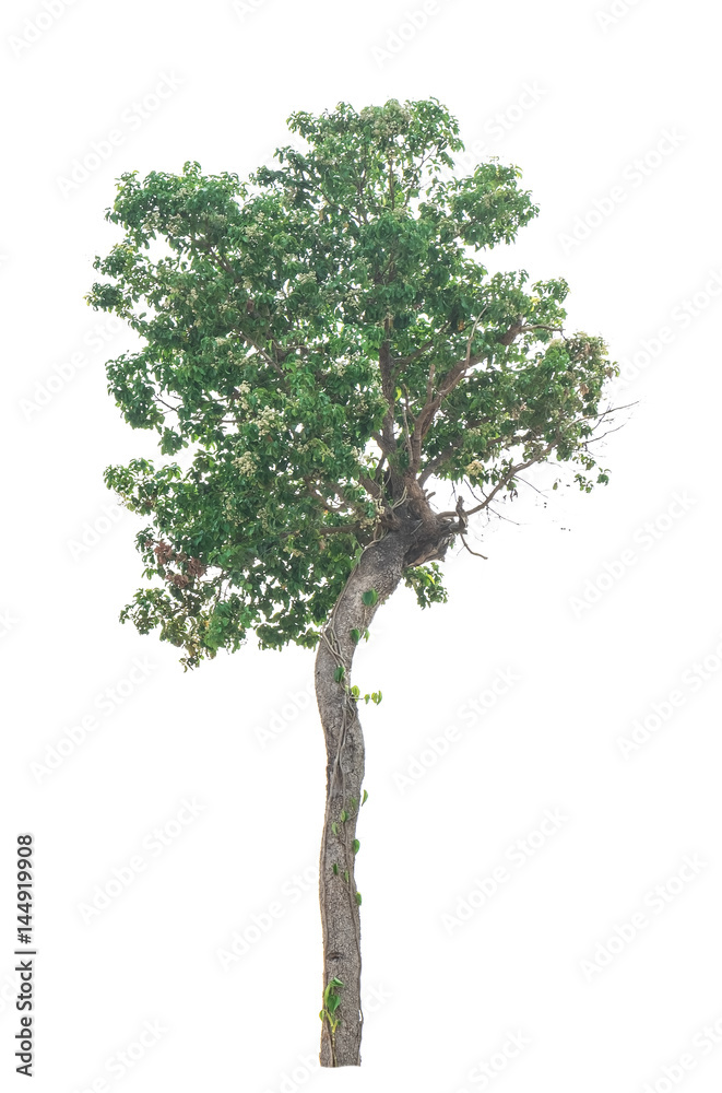 Tree isolated on white background Tree isolated on white background