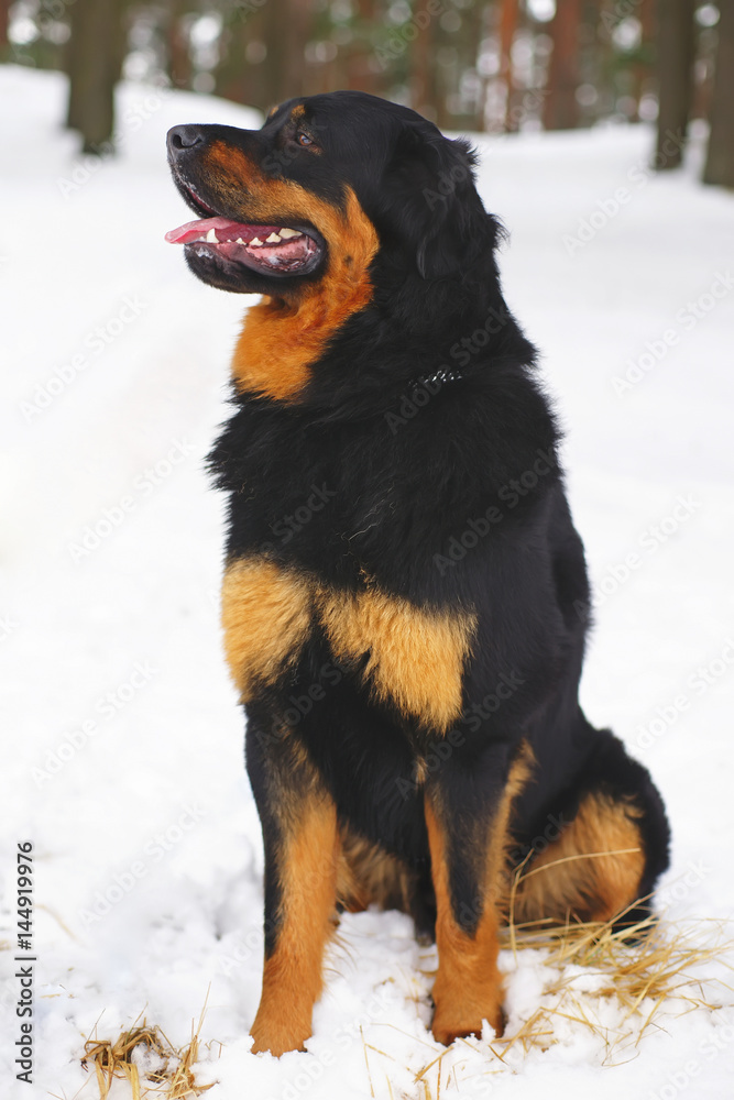 Buryat-Mongolian Wolfhound (Hotosho dog) sitting on a snow in winter forest Buryat-Mongolian Wolfhound (Hotosho dog) sitting on a snow in winter forest