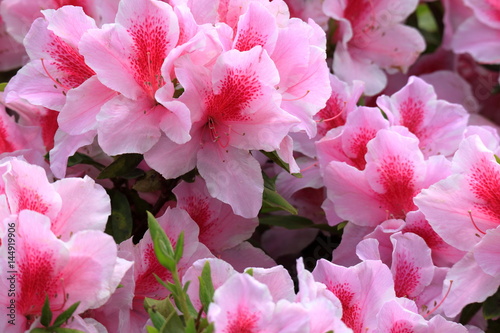 Obraz na płótnie つつじの花 w salonie