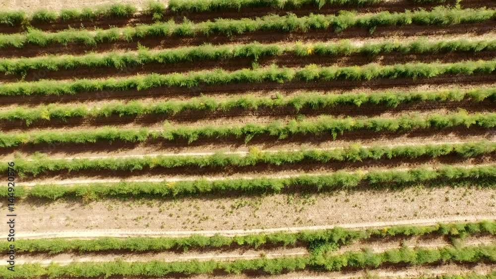 Aerial video of asparagus in germany Aerial video of asparagus in germany