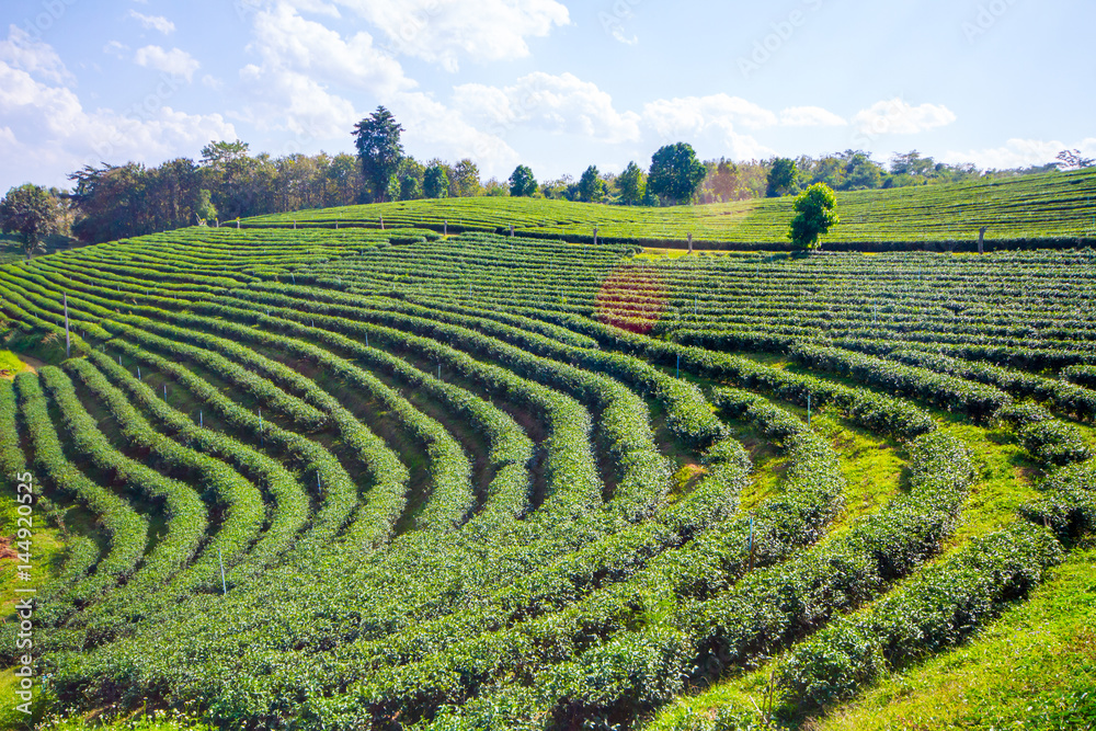 Green tea field in Northern Thailand