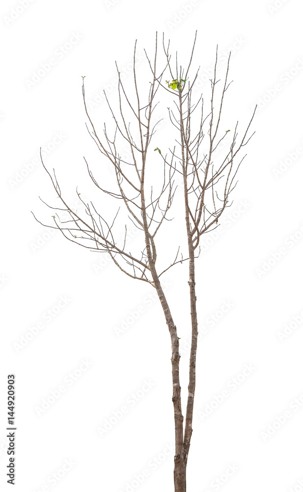 Tree isolated on white background Tree isolated on white background