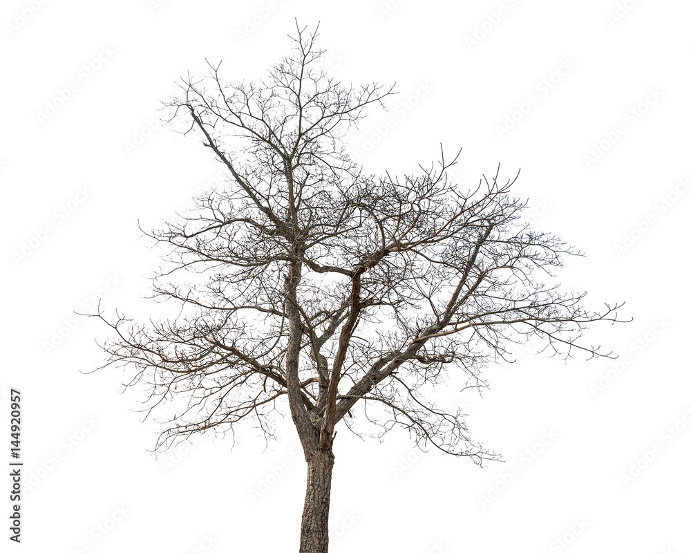 Dry tree on a white background Dry tree on a white background